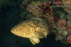 Goliat Gruper in cave, Xcalac Mexico by Alejandro Topete 